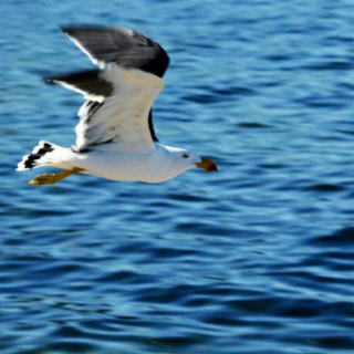 Things that Can Fly 会飞的东西