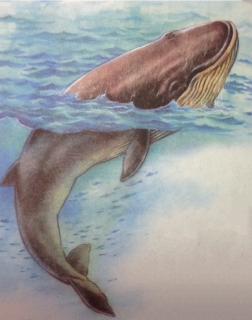 【人教版 五年级上册 语文 9、鲸】在线收听_栩