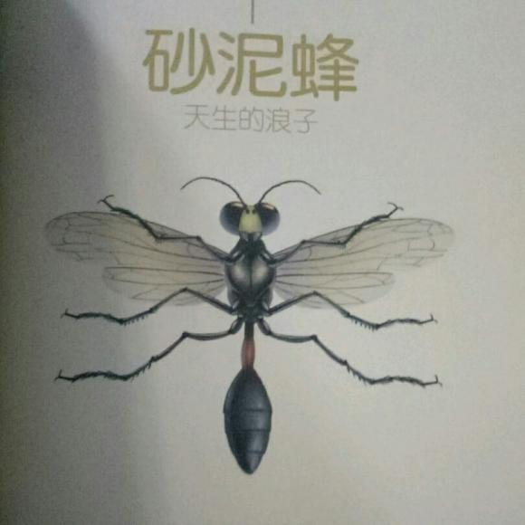 【故事406】《法布尔昆虫记——砂泥蜂》