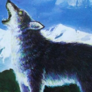 【狼王梦!!!!!!】在线收听_wb王博播客_荔枝FM