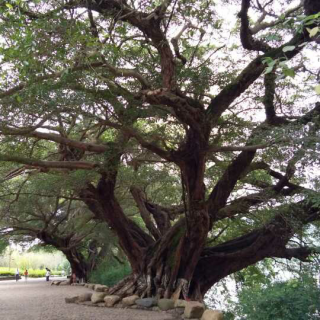 【褪去带色的眼镜】在线收听_能量天使_荔枝