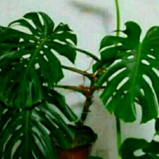 【诵读《行路难 其一》】在线收听_承承的播客