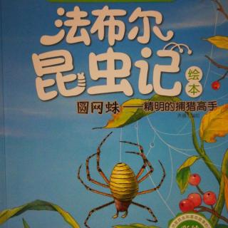 法布尔昆虫记,圆网蛛精明的捕猎高手