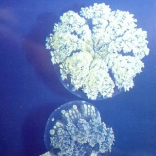 珍珠水母