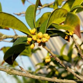 【活在这珍贵的人间】在线收听_梧桐艳阳_荔