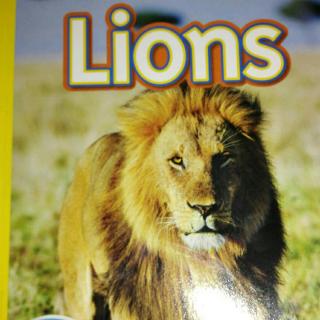 lions