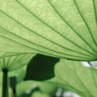 【五念新闻10.18】在线收听_彦豪+的播客_荔