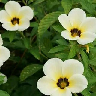 【诚实是一种美德】在线收听_霹雳红唇的播客