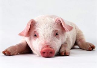 为什么猪喜欢拱地