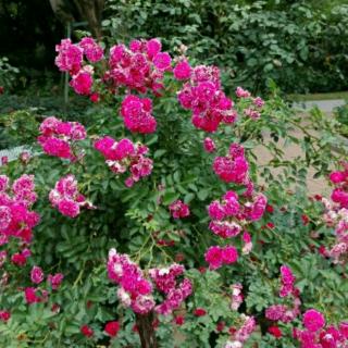 【一(10)班07号高一航《半半歌》《金花银花》