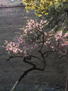 【春天,遂想起】在线收听_群山回响_荔枝FM