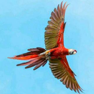 【2017.10.26朗诵第二十六天《狮子和射手》】