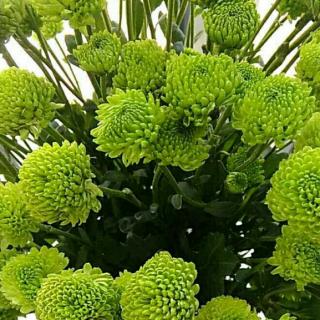 【从零开始学英语~今天星期几?】在线收听_英