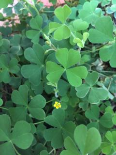 【四声歌】在线收听_意外的幸运签_荔枝FM