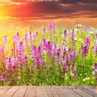 【《笠翁对韵》 杨蕊宁】在线收听_神秘莫测的