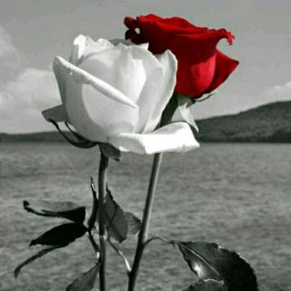 【红玫瑰与白玫瑰--【文:张爱玲】】在线收听_