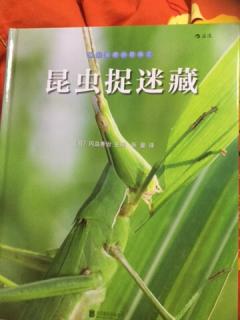 昆虫捉迷藏