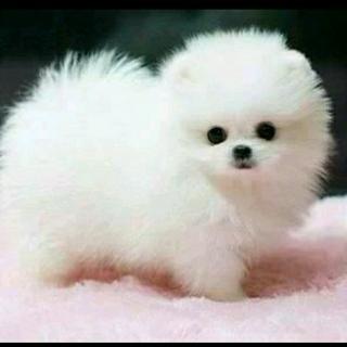 【我最喜欢的小动物】在线收听_小朋友mm的