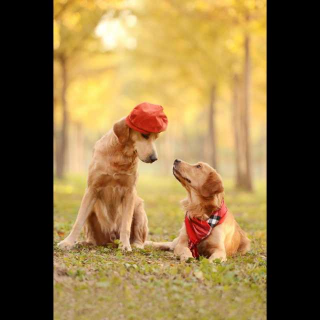 【妈妈拼音作业示范】在线收听_钢笔小新的播