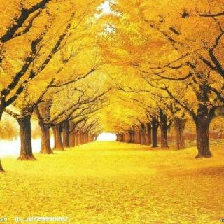 【2017110409未选择的路】在线收听_Frank的