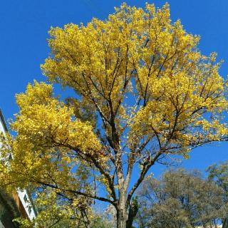 【铺满金色巴掌的水泥道】在线收听_王天宇∏