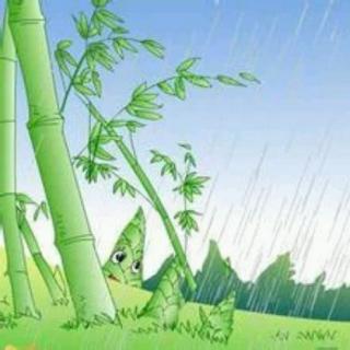笋芽儿