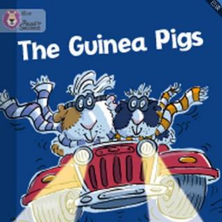 the guinea pigs