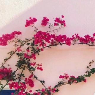 【瑜伽冥想引导词--春】在线收听_桃夭的心情