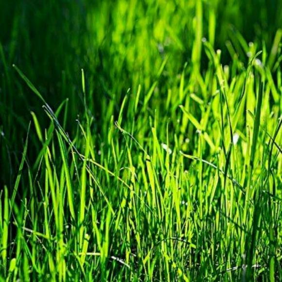 【小草精神(一)】在线收听_沐浴阳光的花朵94_荔枝fm
