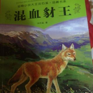【混血豺王】(第六天)