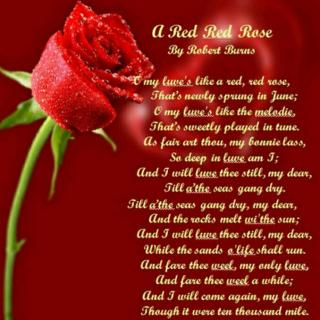 a red red rose