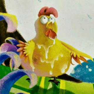 落汤小公鸡