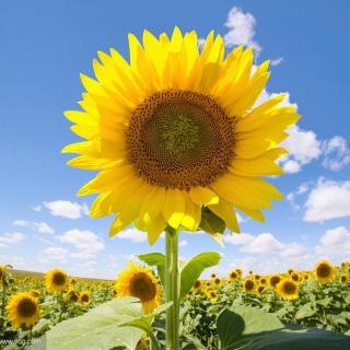 【喜欢才是克制,但爱是克制】在线收听_李好想