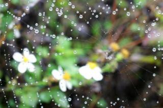 带雨的花