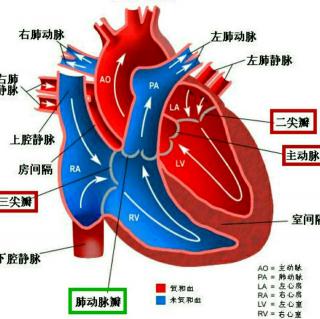 上一期:心脏 右心室下一期:心的外形,心的位置和毗邻