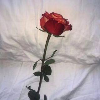 【西游记第三回 精彩片段】在线收听_糖炒莉子