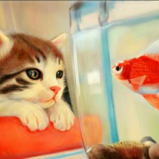 当鱼爱上猫