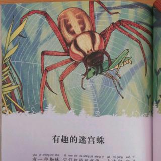 昆虫记 29 有趣的迷宫蛛