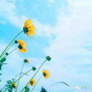 你若安好,我便不去打扰
