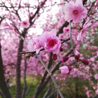 刘济源语文《大林寺桃花》