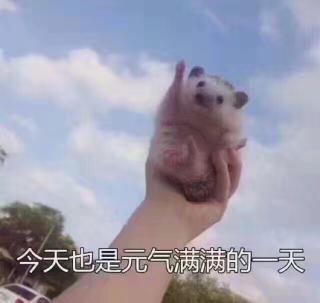 今天也是元气满满的一天哦!