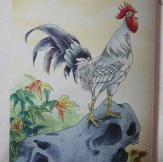 一周一首古诗词~第8周~画鸡