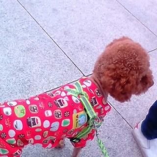 蒋蒋、杨清柠-小公主