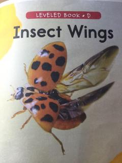 insect wings 2
