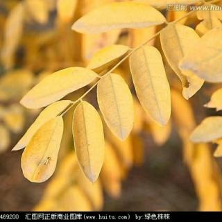 《一片槐树叶》(3读)作者:纪弦 诵读:路在心中