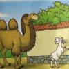 故事《骆驼和羊》