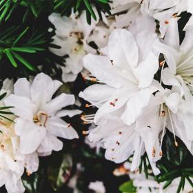 任素汐『我要你』( 驴得水 主题曲)