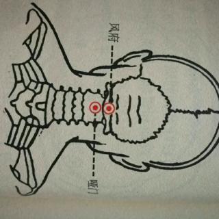 督脉主要穴位~风府，感冒及时擦风府[