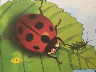 放大镜下的七星瓢虫