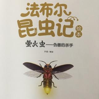 《法布尔昆虫记》 萤火虫一伪善的杀手(上)